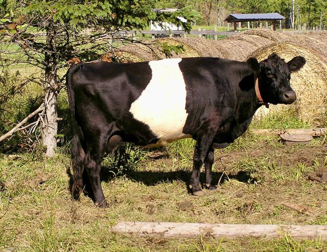 Dairy cow