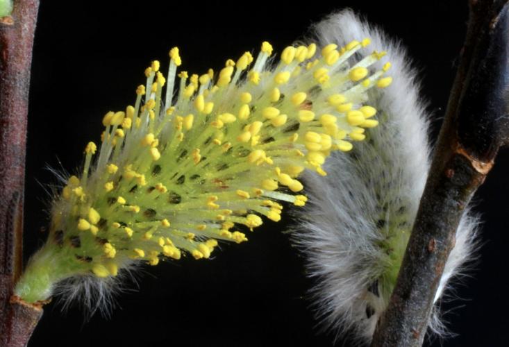 Pussy willow