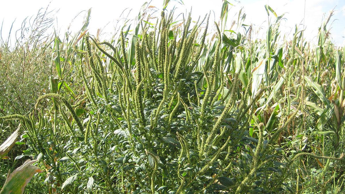 Palmer amaranth