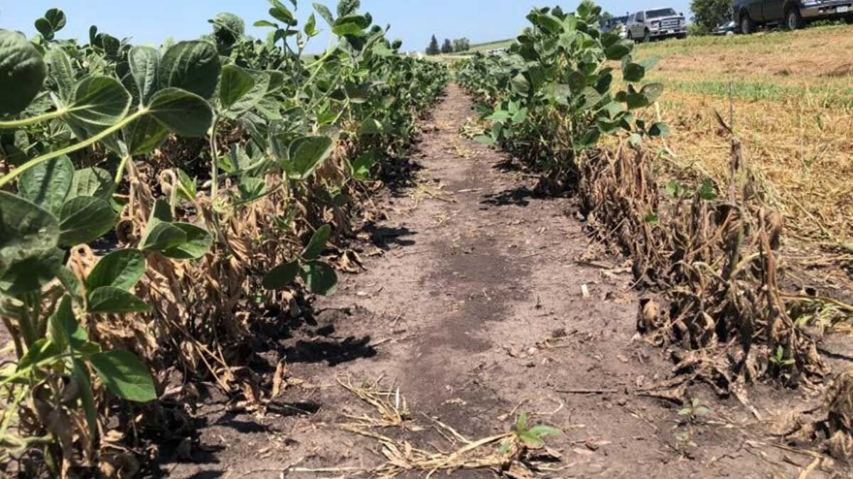 field infested with gall midge