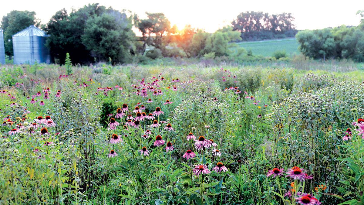 native prairie
