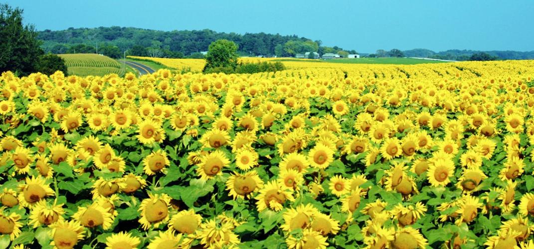 Sunflowers