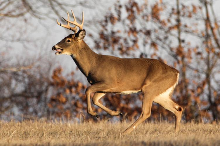 Deer
