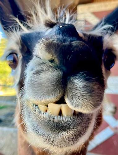 alpaca