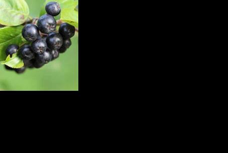 Research bolsters blueberry industry