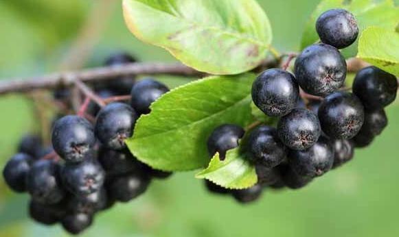 Specialty crop - blueberry