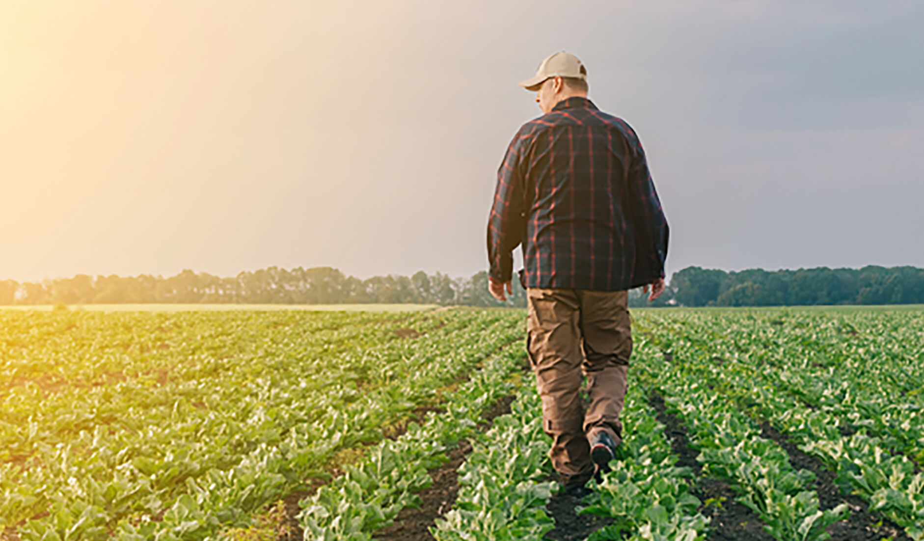 Farmer in field