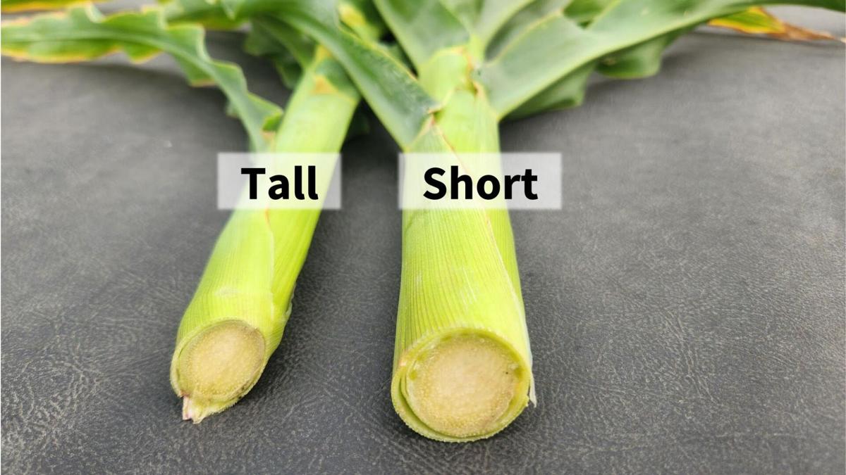 Corn stems short and tall