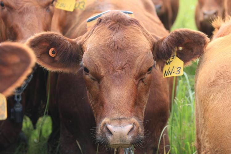 Virtual fence (4).JPG