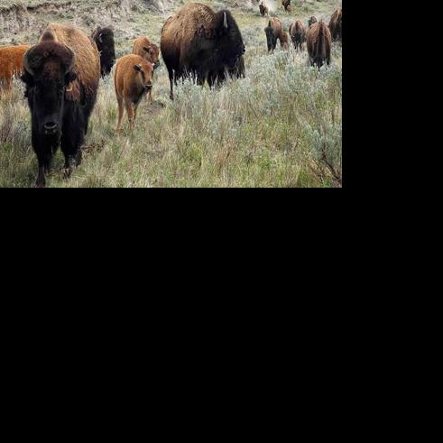 North American Bison LLC