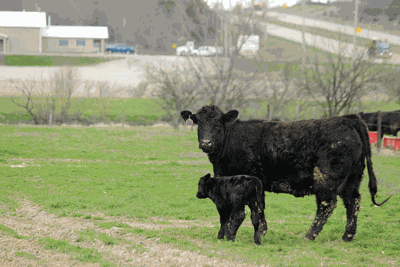 Mama cow and calf