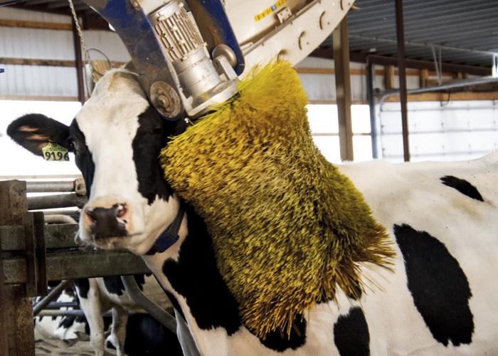 Cow with rotating brush