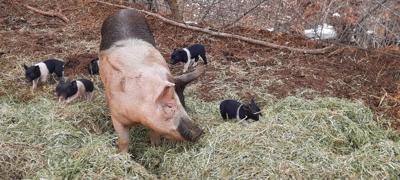 Pig problems continue for Herman ranch