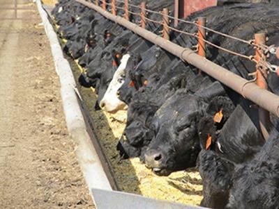 Cattle at feed bunk