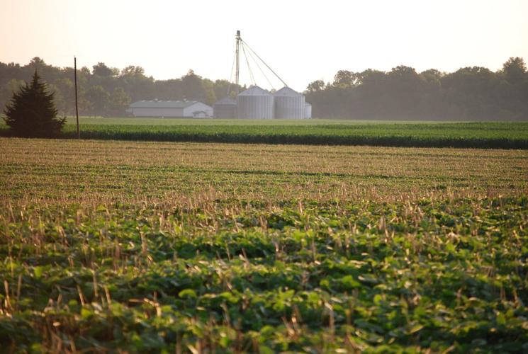 Soybeans later in season topping killed-rye cover crop