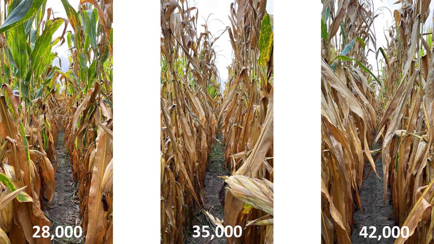 Corn populations