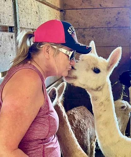 alpaca
