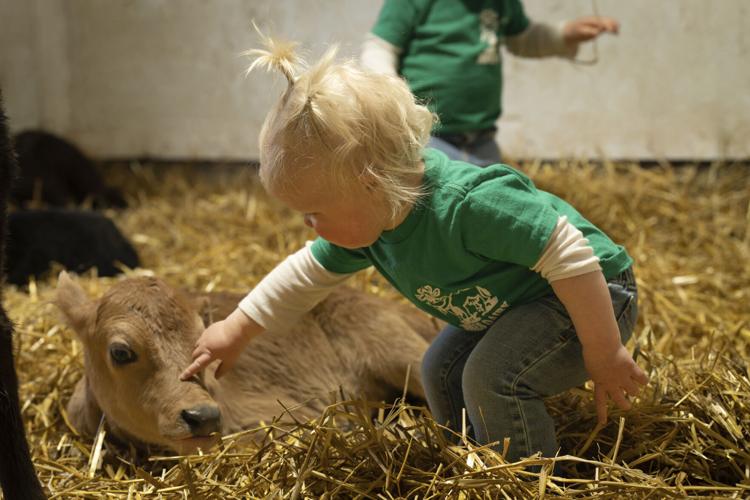 Oaklynn with a calf.jpg