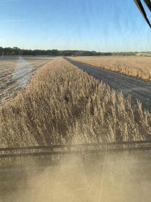 Soybean harvest
