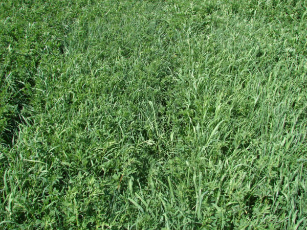 Alfalfa and grass mix