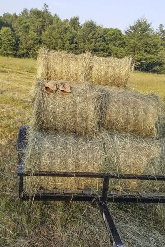 Baled hay
