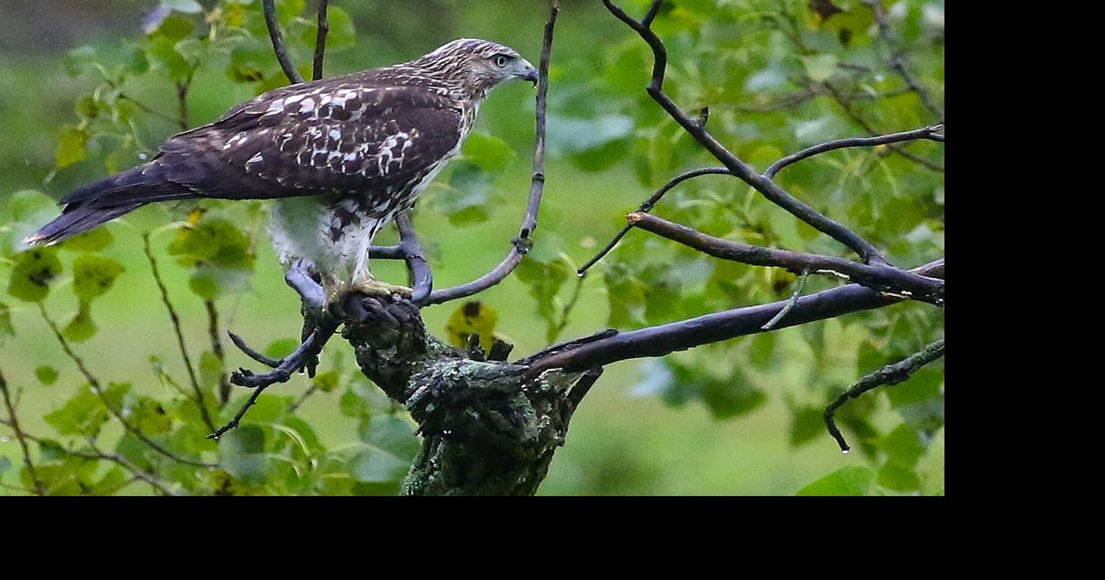 White pine provides evidence