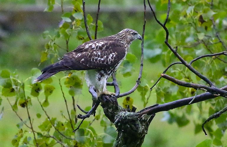 Hawk