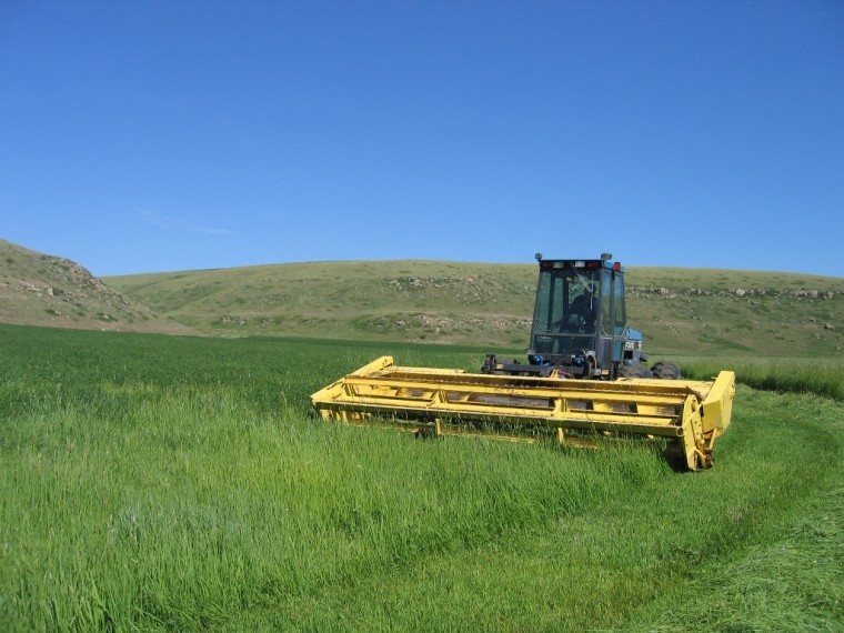 cutting alfalfa