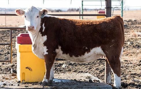 Heifer