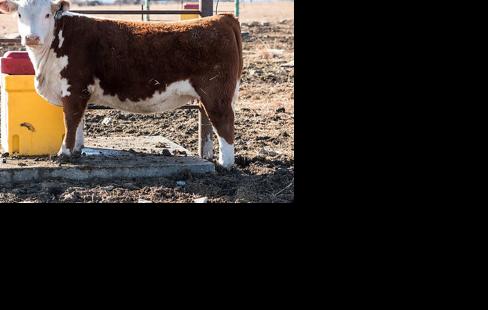 Heifer