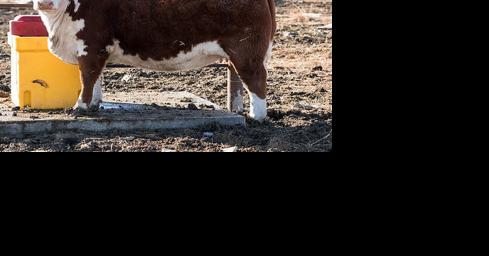Evaluate heifers before breeding - Vimarsana News