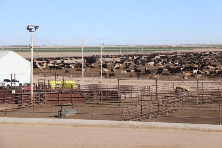 Feedlot Boot Camp 1.jfif