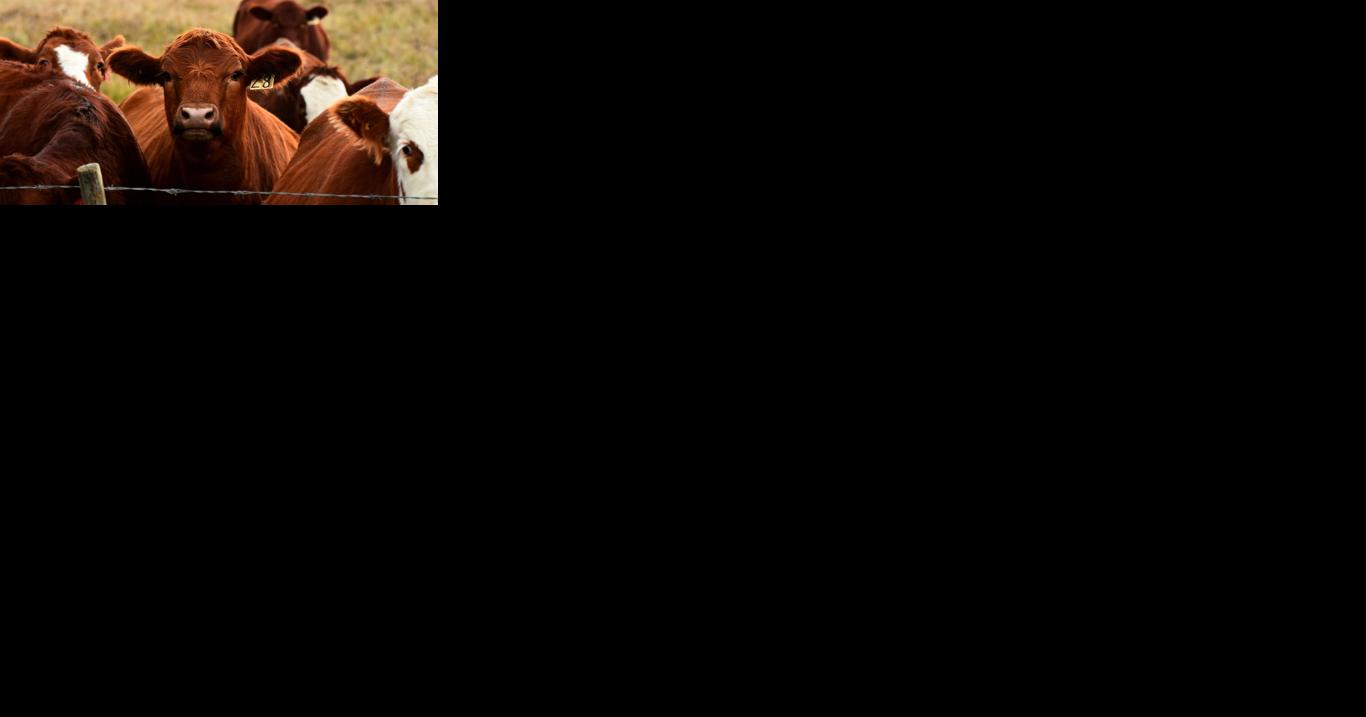 Preventing pregnancy loss in beef herds - Vimarsana News