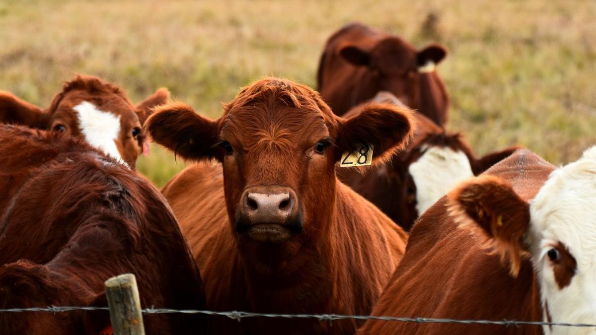 Preventing pregnancy loss in beef herds