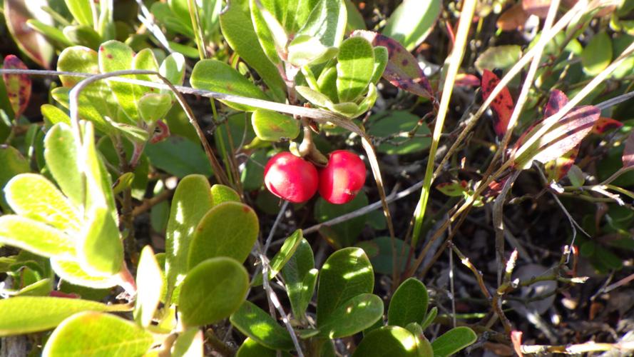 Berries
