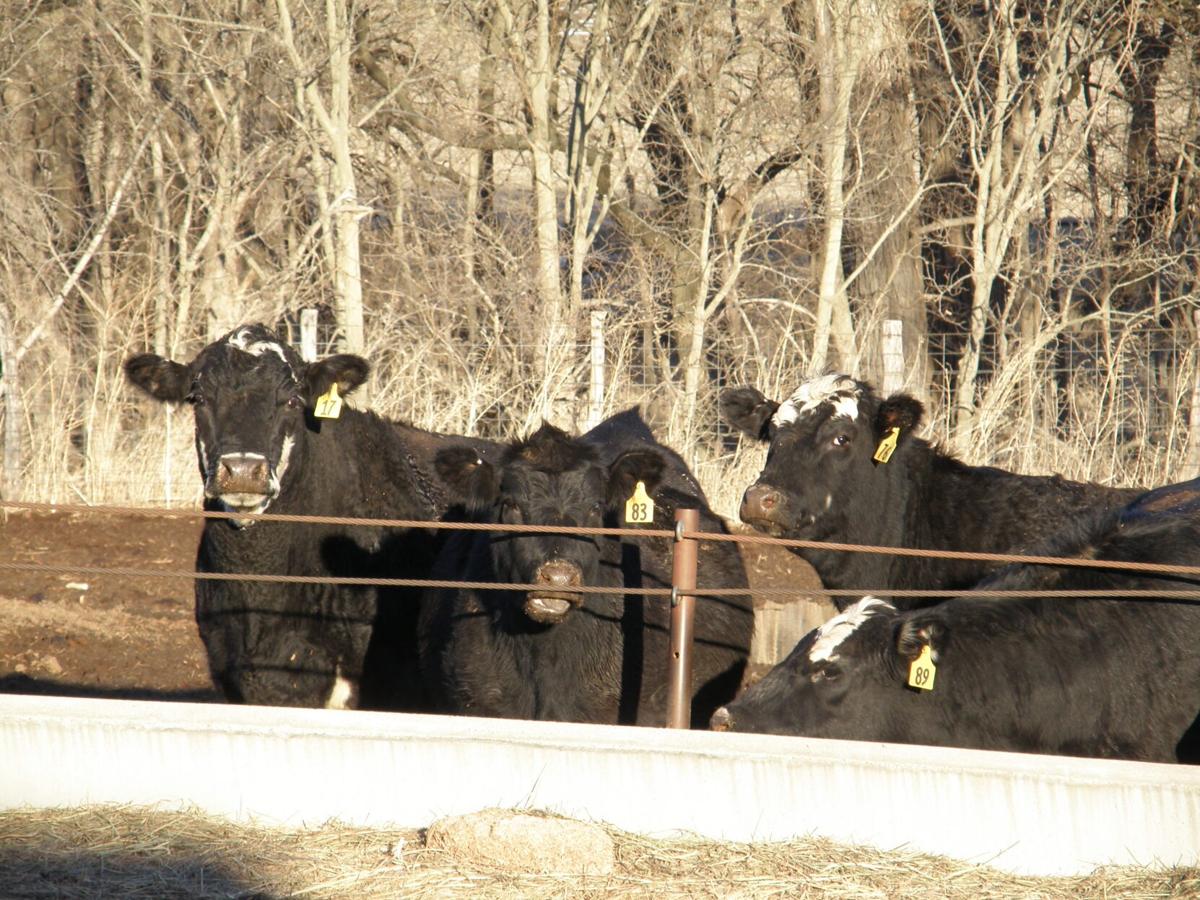 Cattle at bunk