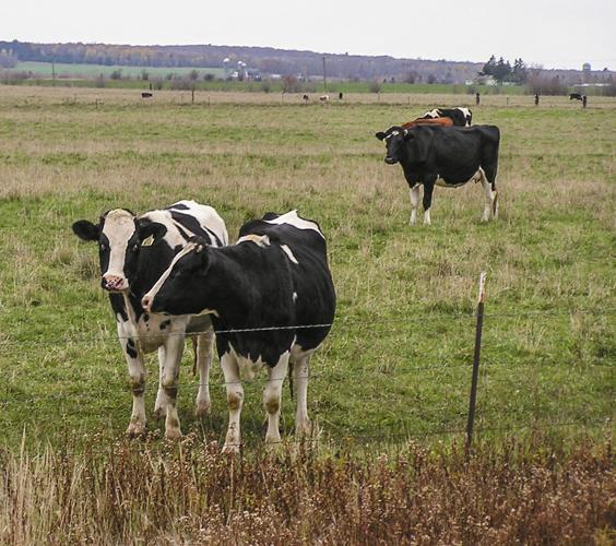 Dairy cows (copy)