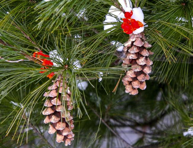 Pine tree seed cones