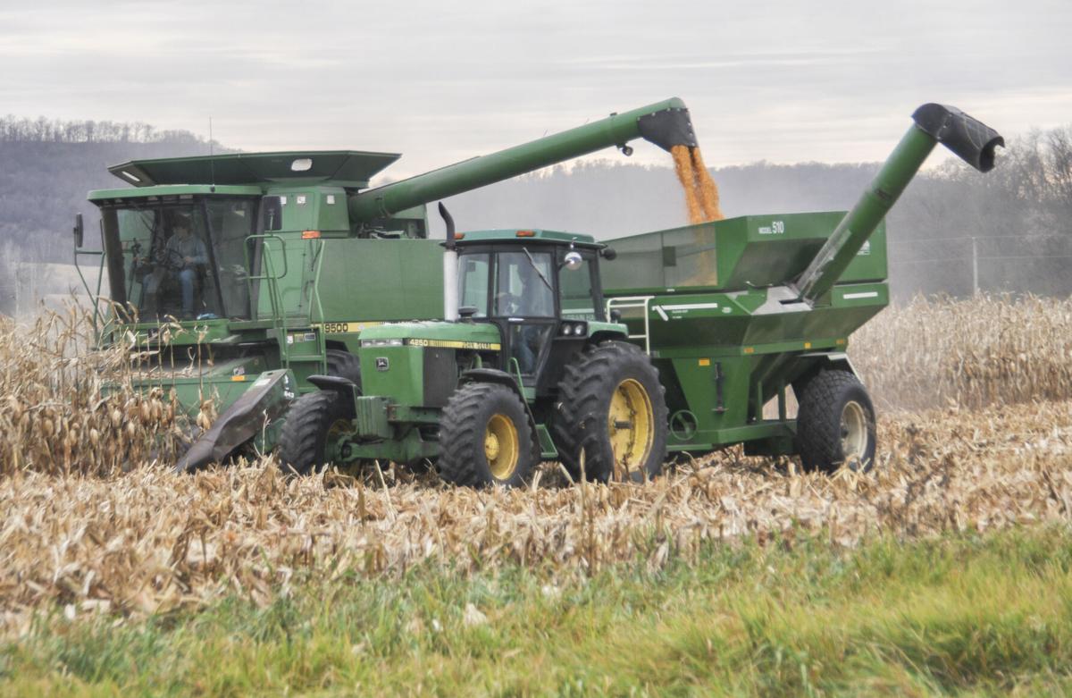 Corn pours in field, combine