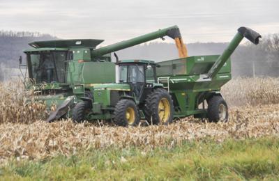 Corn pours in field, combine