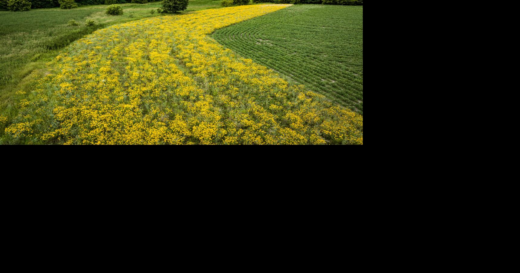 Perennials strip