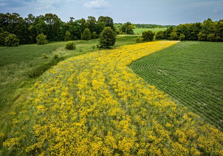 Perennials strip