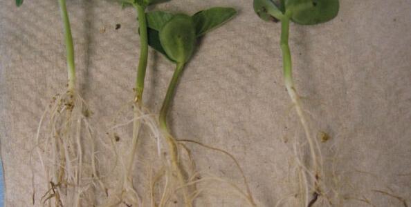 Root rot