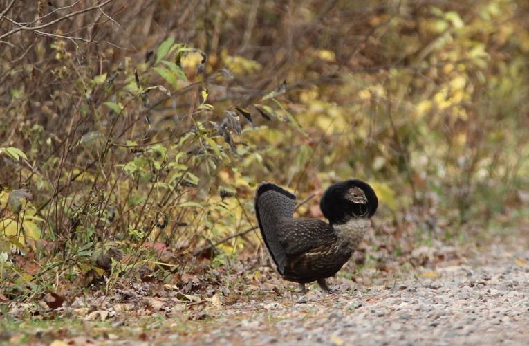 Grouse