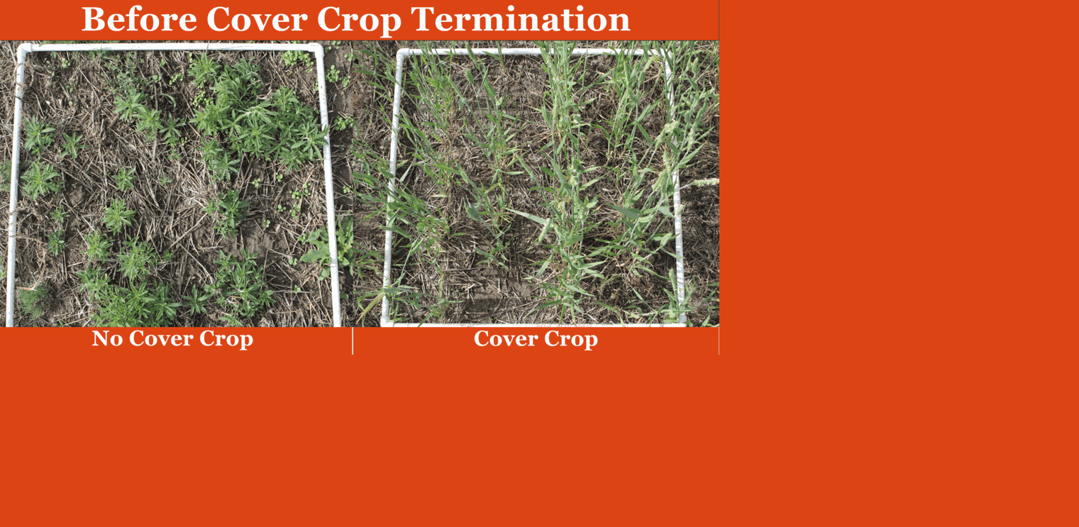Before and after cover crop termination