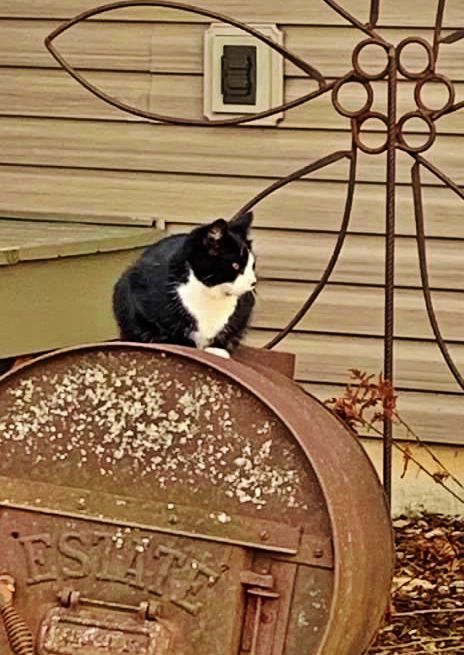 Farm Cat Corner