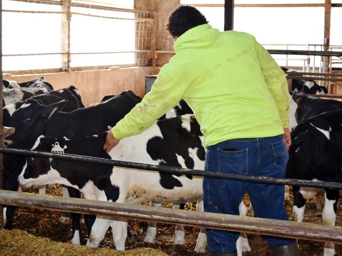 Miguel Viveros guiding heifer at side
