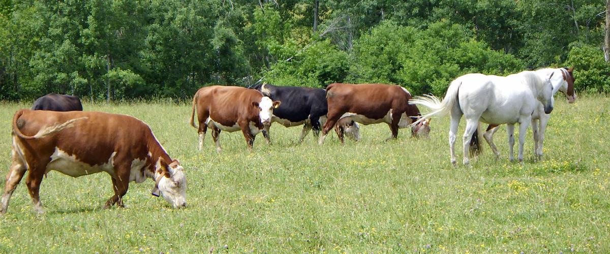 Beef cattle, horse