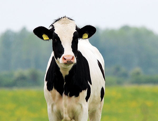Major US project: Better cow breeding for feed efficiency - Dairy Global