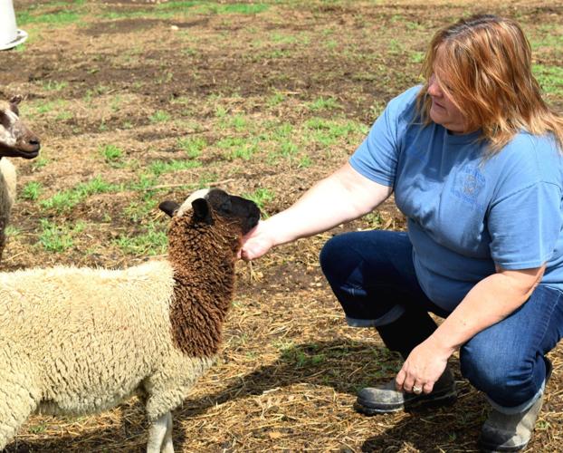 Kelly Bartels with a Black Flecket Shetland sheep